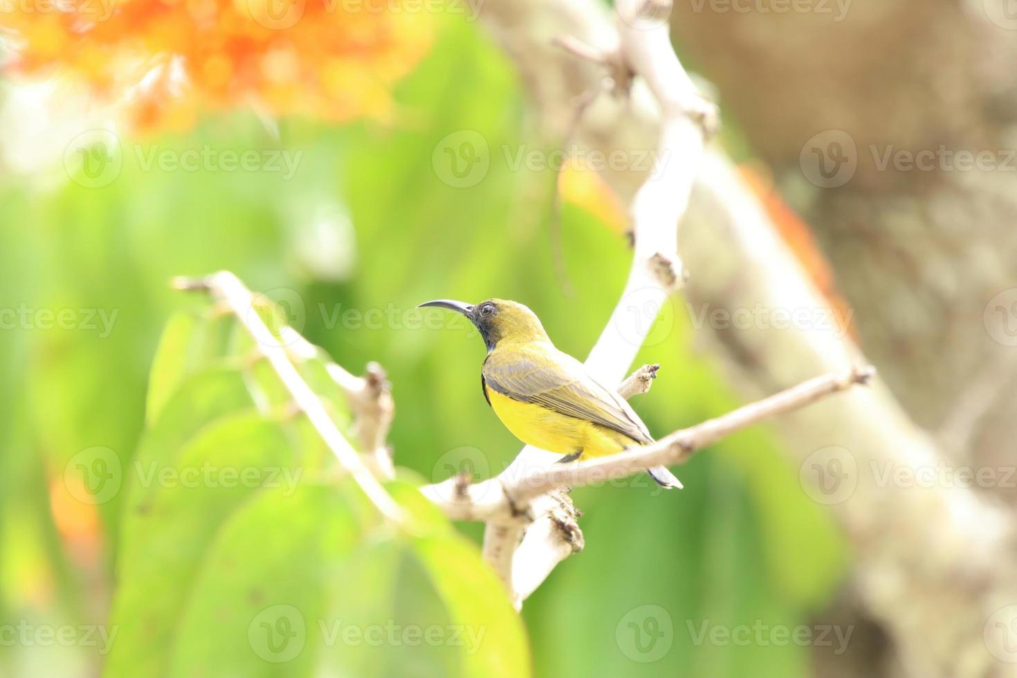 olijf- gesteund sunbird Aan de boom tops foto