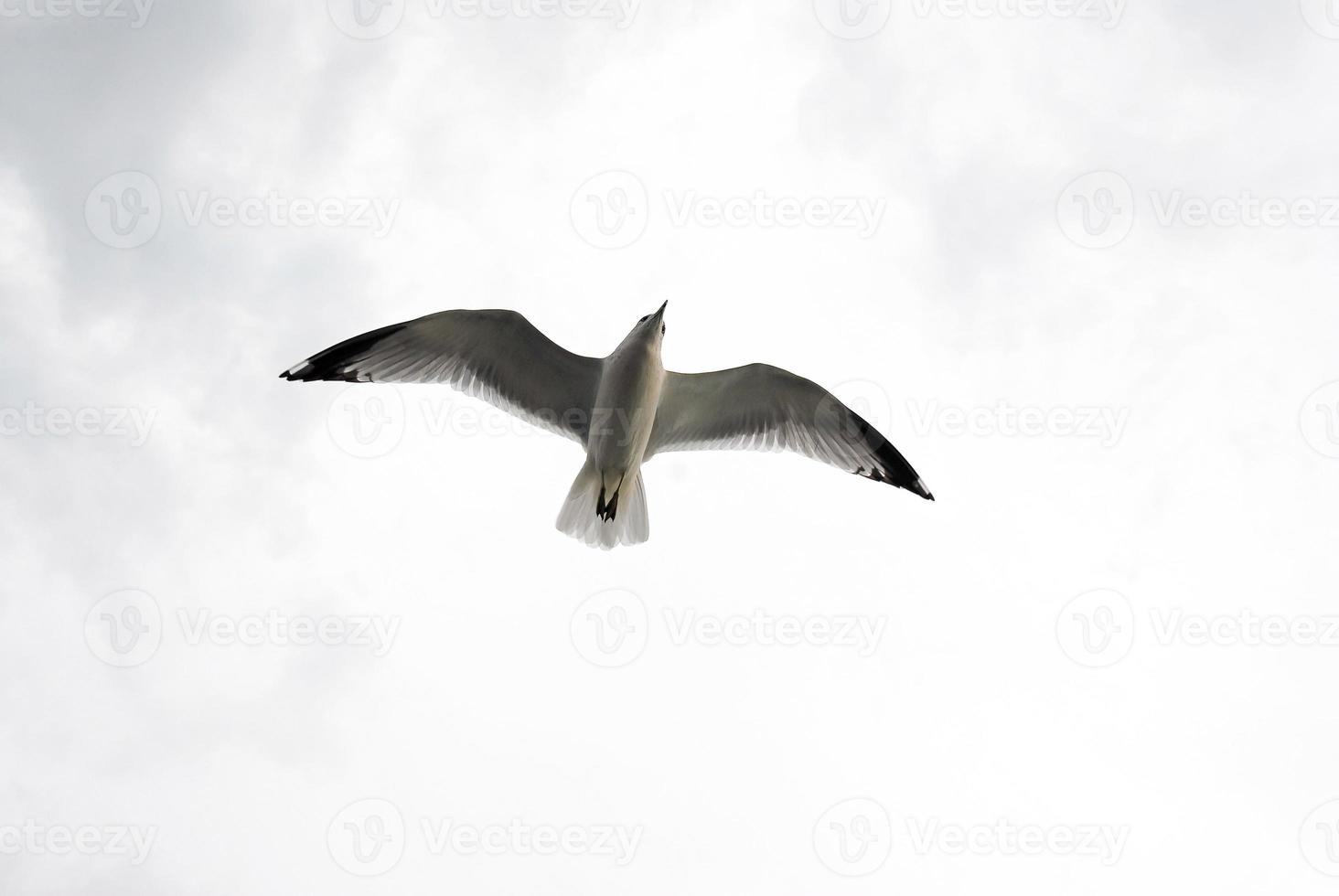 vliegend meeuwen onder grijs lucht foto