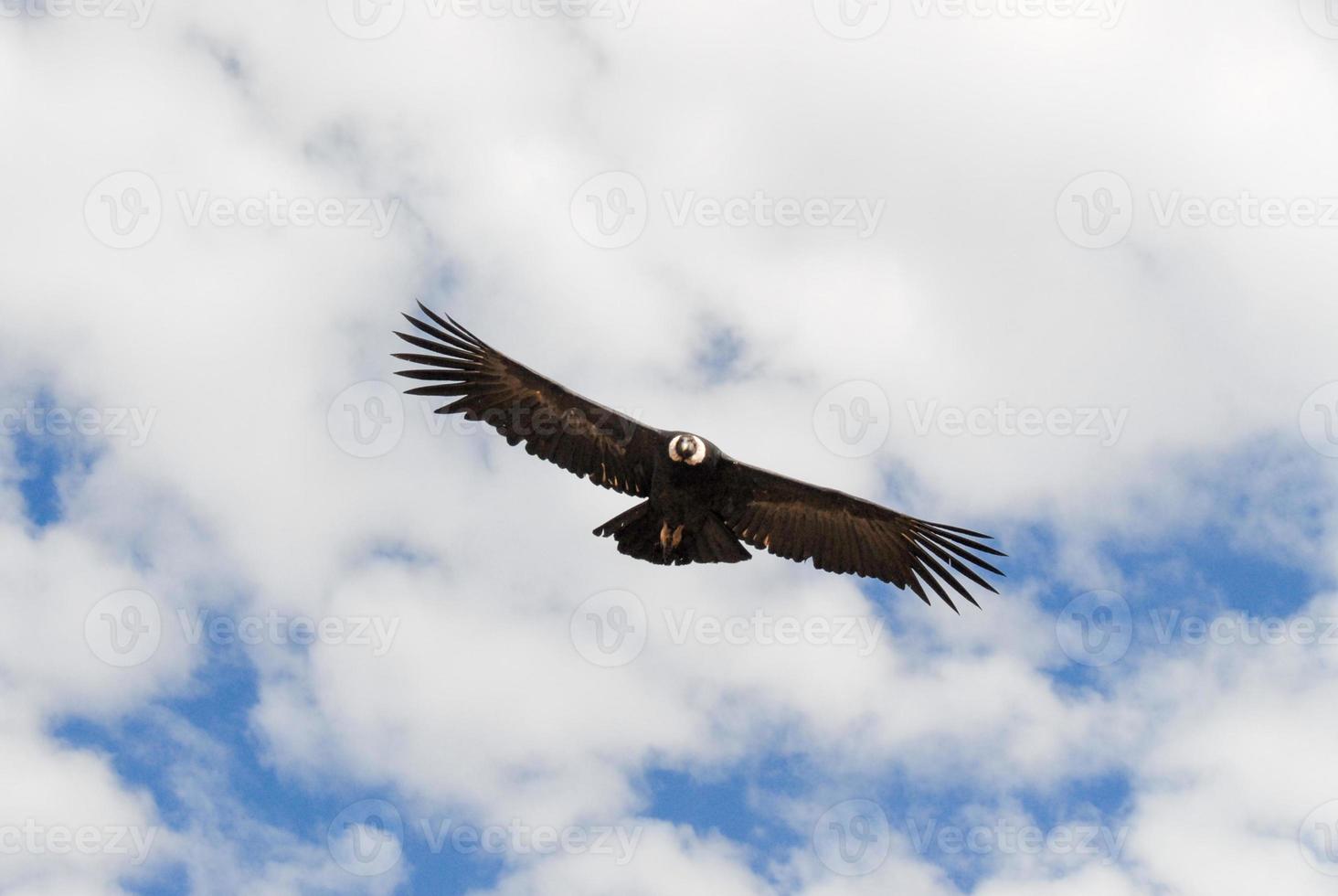 gier vliegend over- colca Ravijn, Peru foto