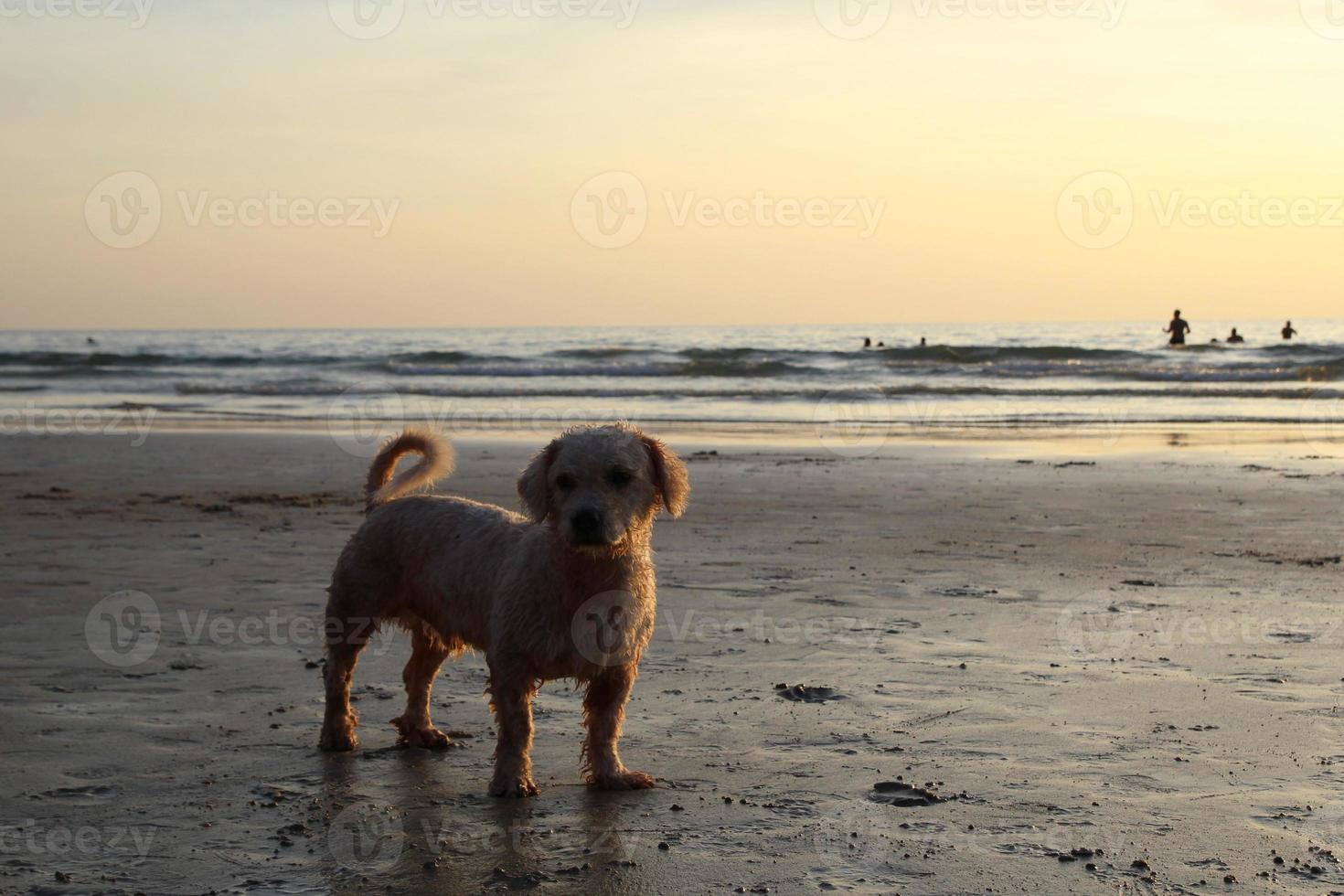 reizen naar eiland koh veranderen, Thailand. een hond Aan de zonsondergang strand. foto