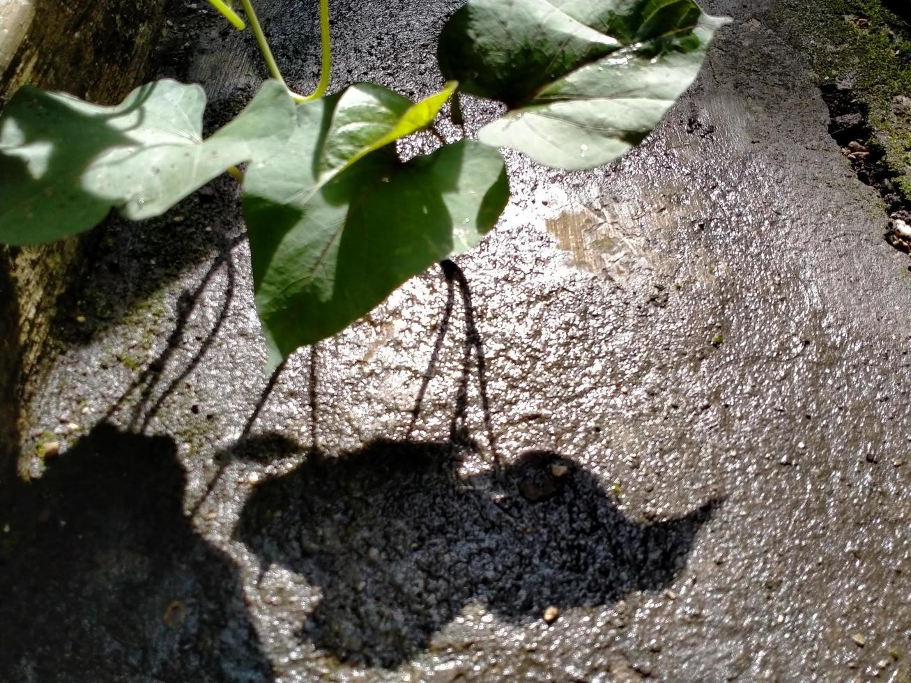 natuurlijk bladeren schaduw achtergrond van boom Aan beton muur textuur. foto