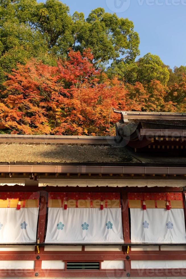 esdoorn- boom gedurende herfst vallen seizoen in kleur verandering geel, rood oranje met oude traditie dak van tempel altaar foto