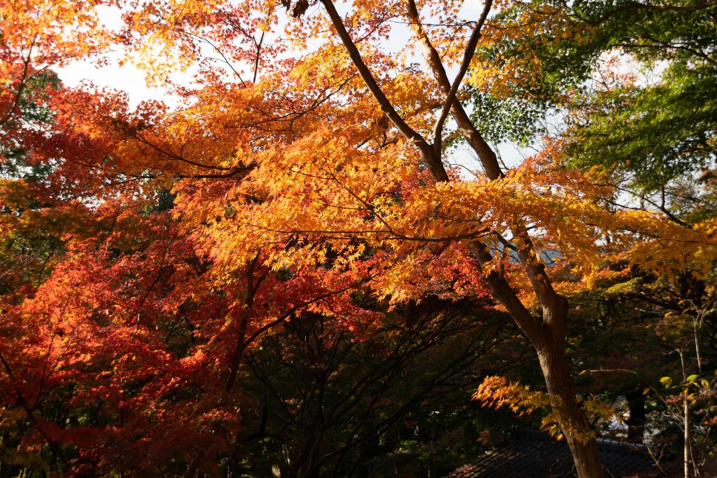 dichtbij omhoog van esdoorn- boom bladeren gedurende herfst met kleur verandering Aan blad in oranje geel en rood, vallend natuurlijk achtergrond structuur herfst concept foto