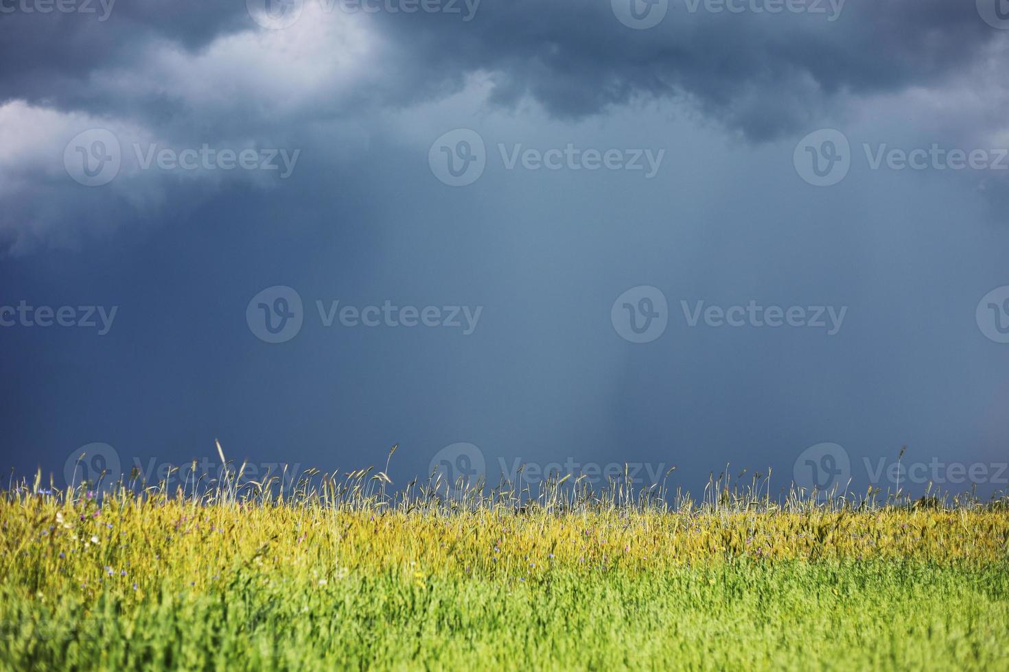 groene tarweveld en bewolkte hemel. gezaaid boerderijveld met tarwe en granen. aartjes van gerst en haver. landbouwtuin met brood voor voedsel. industrieel voorraadthema foto