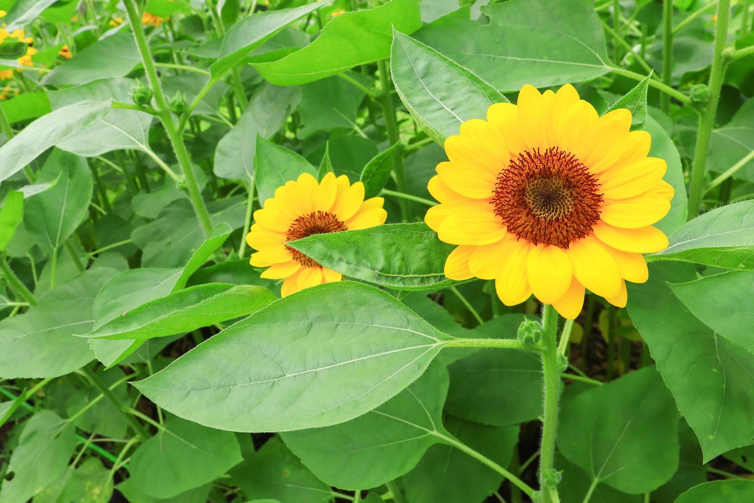 zonnebloemen zijn bloeiend in de tuin. foto