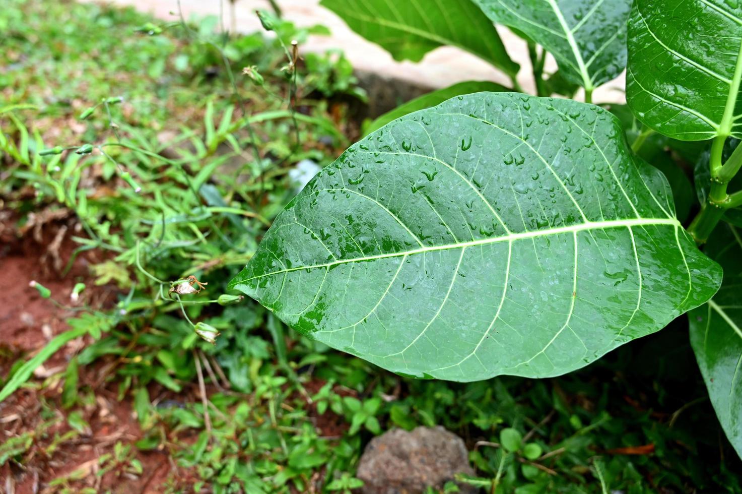 groen bladeren met regen laten vallen in zomer tuin foto