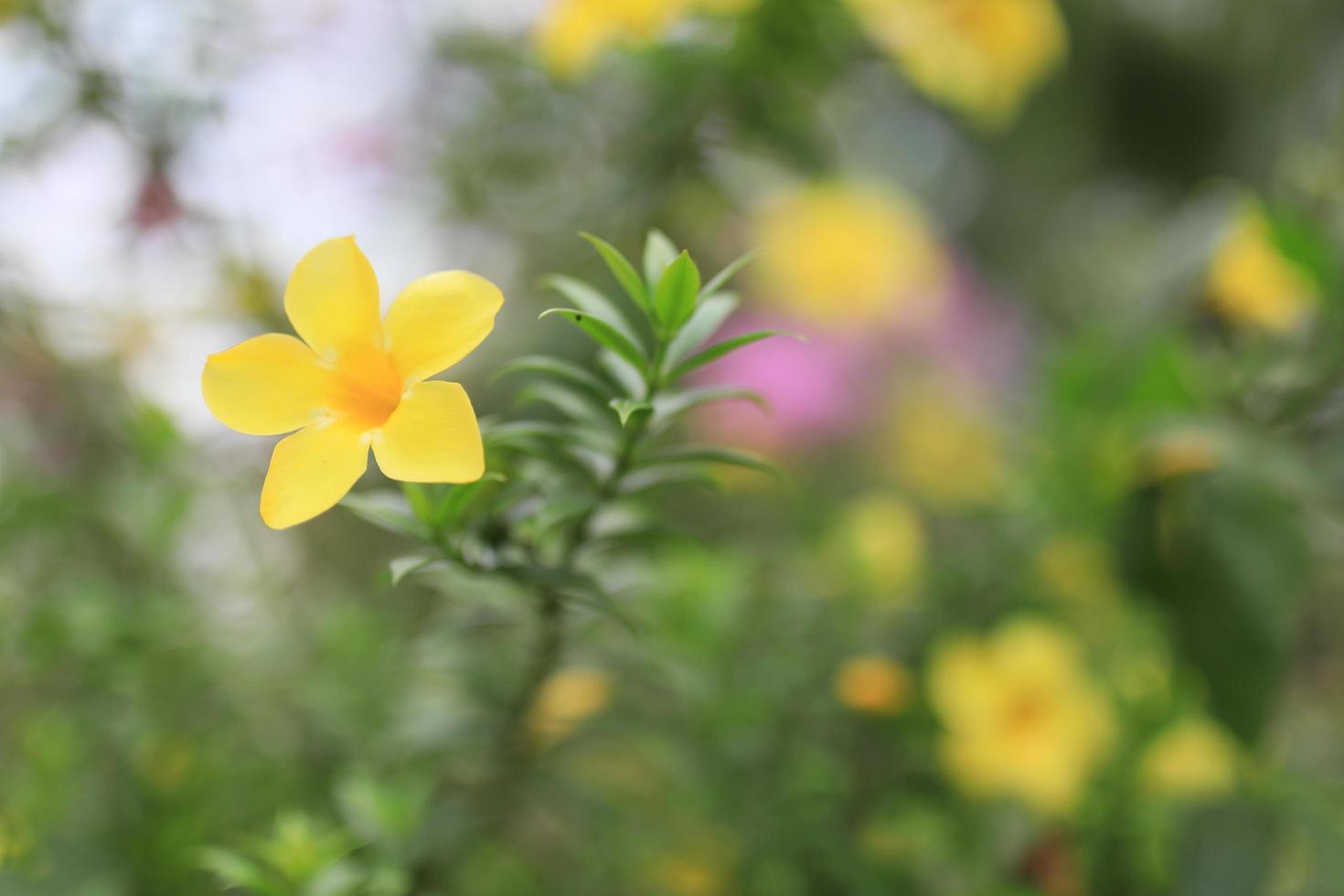 mooi bloem veld- in de tuin met wazig achtergrond foto