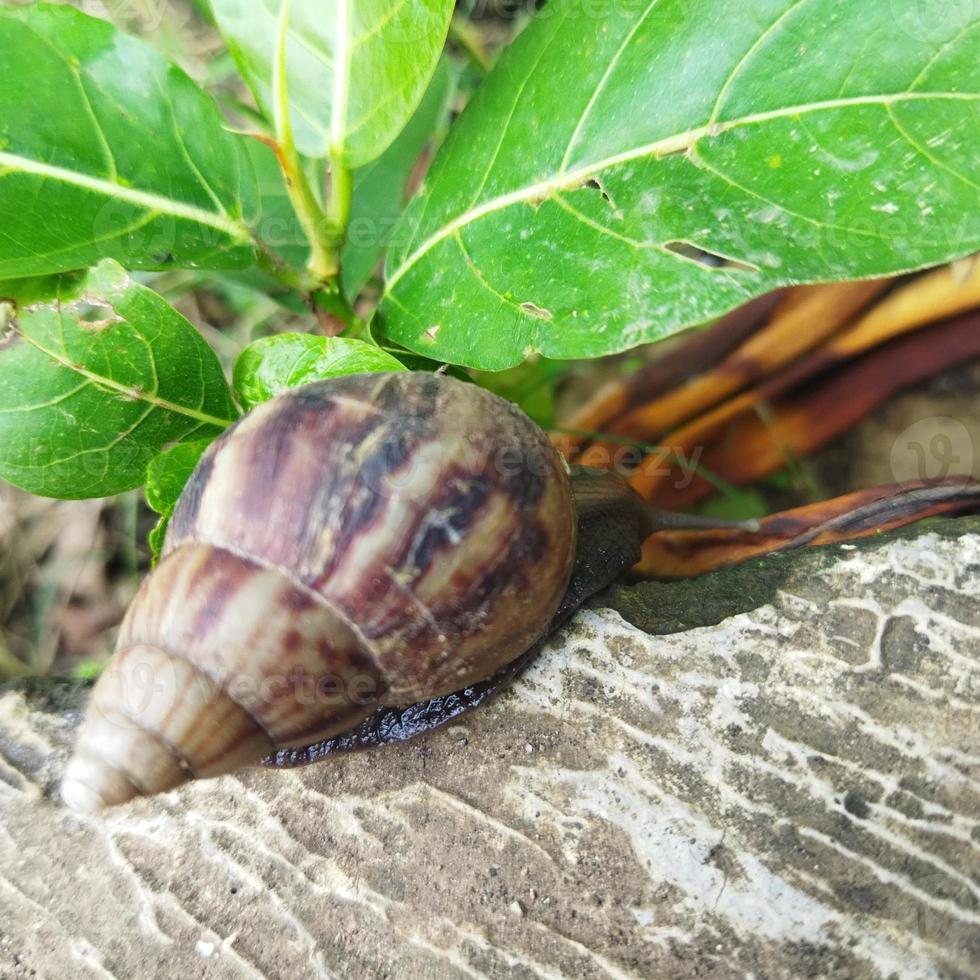 slak in de tuin foto