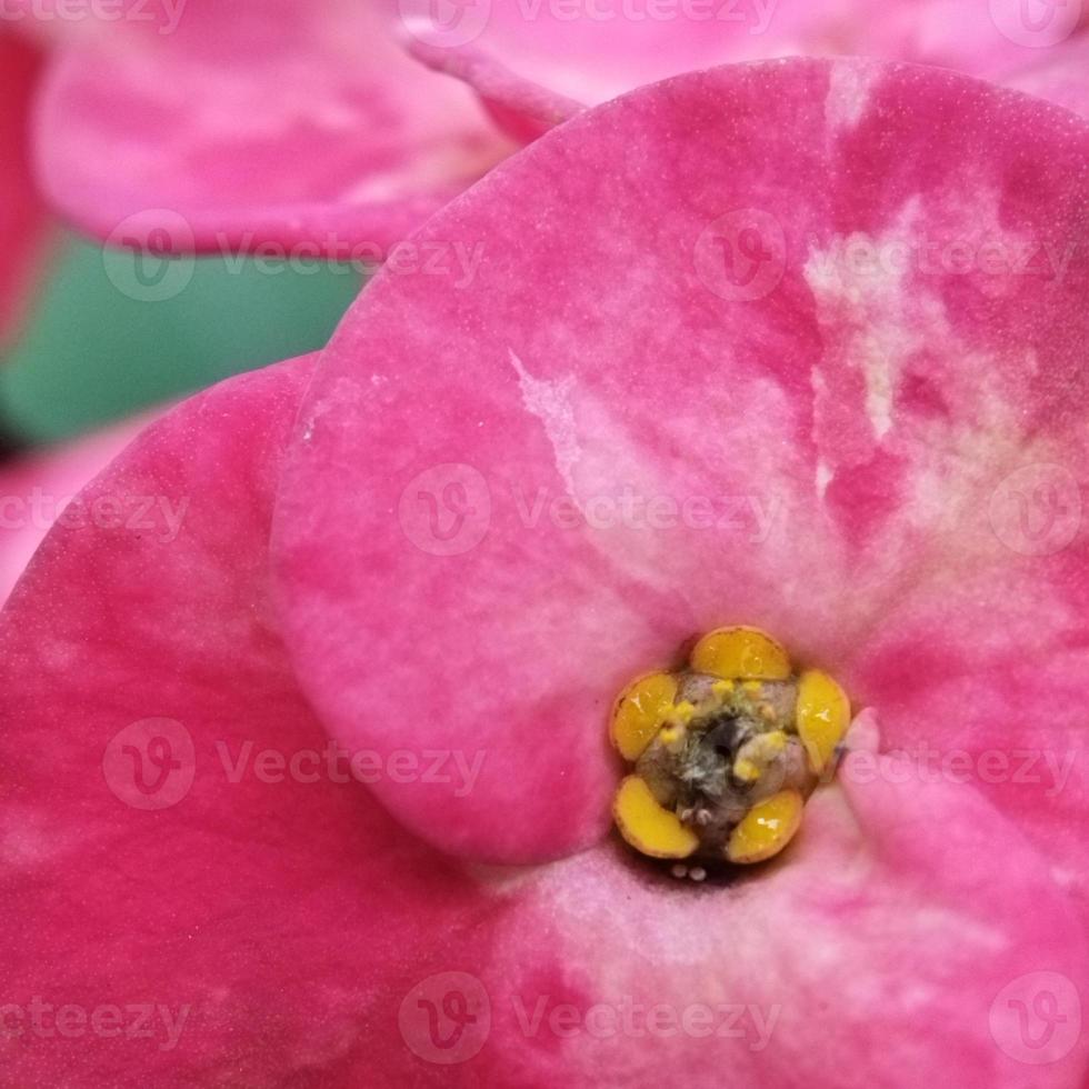 euphorbia bloemen in de tuin foto