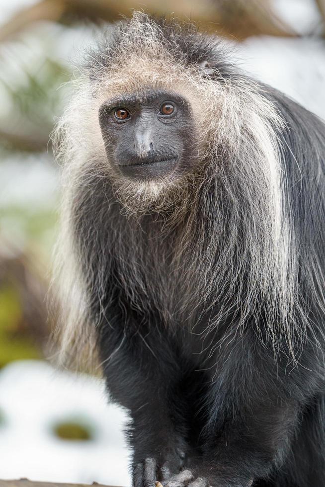 koning colobus detailopname foto