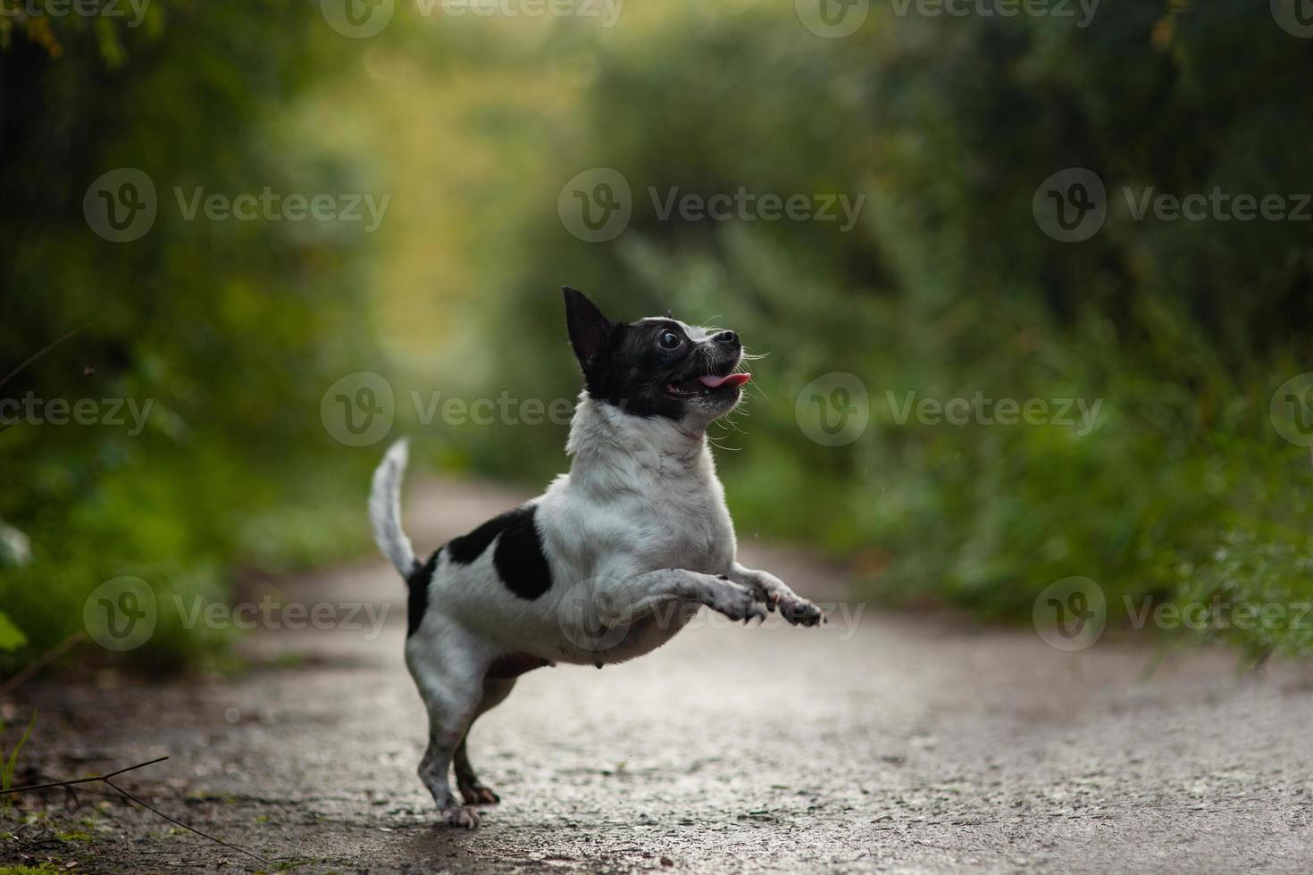 grappig chihuahua hond grappig springen. foto