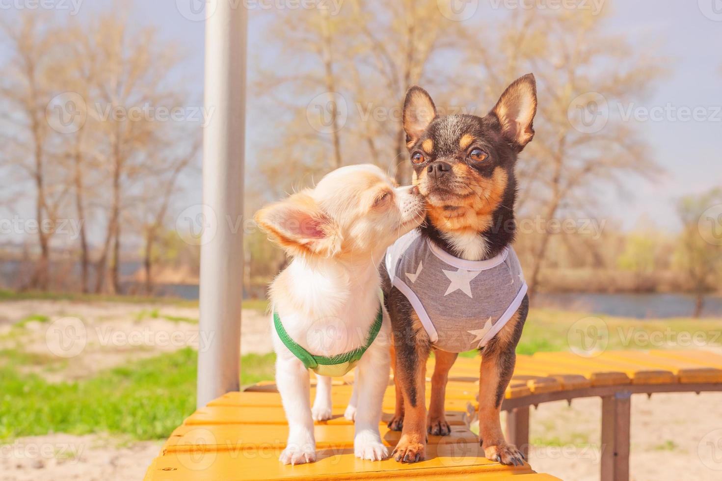 twee mini chihuahua honden, een puppy en een volwassen Aan de achtergrond van natuur. zwart en wit hond. foto