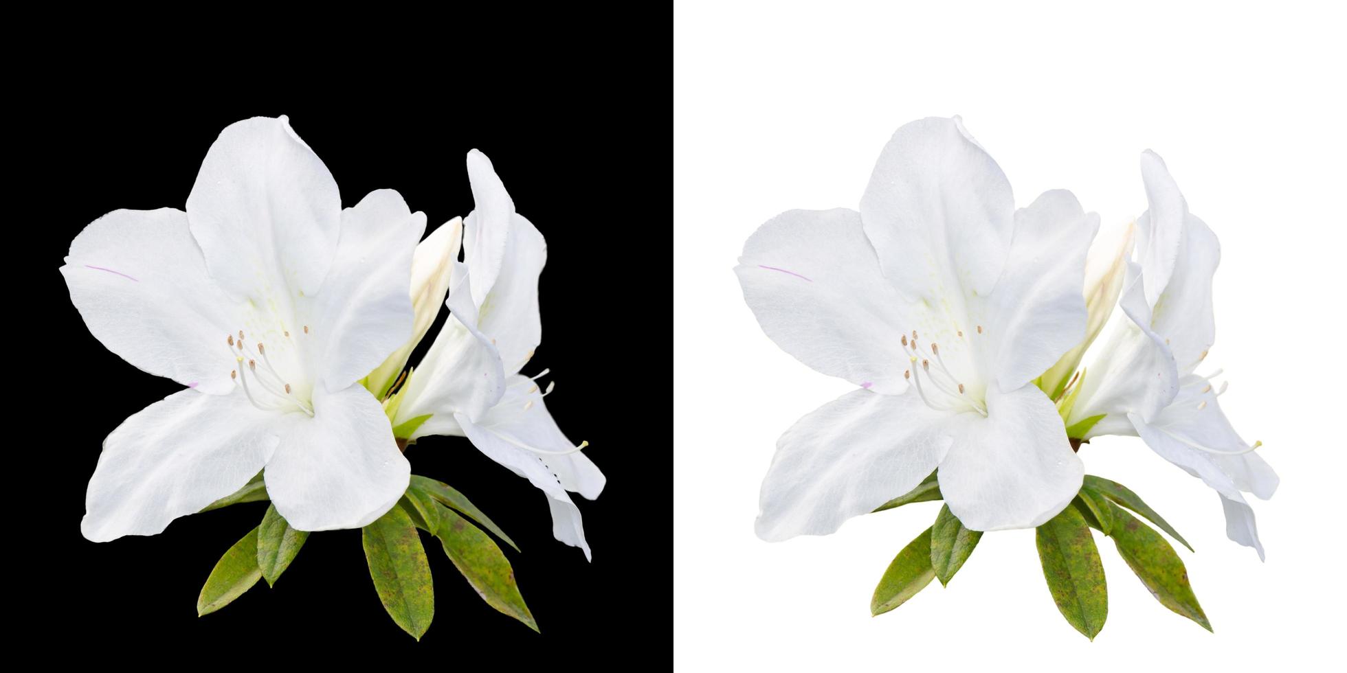 rododendron moulmeineen haak bloemen geïsoleerd Aan wit en zwart foto