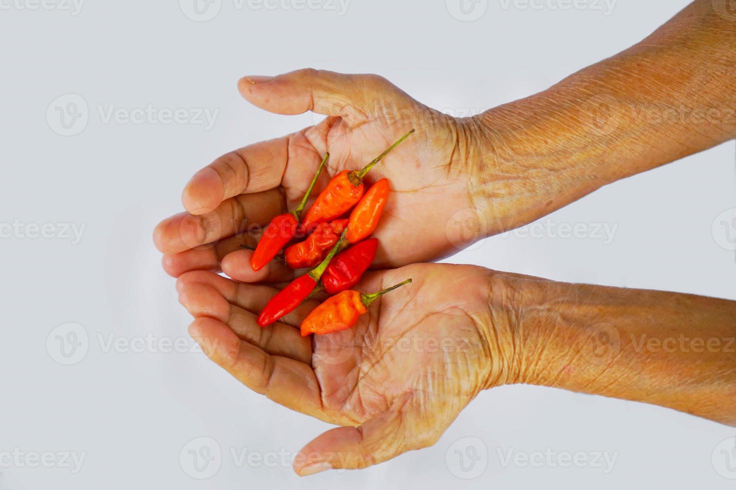 Indonesisch oud vrouw hand- Holding sommige rood cayenne peper geïsoleerd Aan wit achtergrond. foto