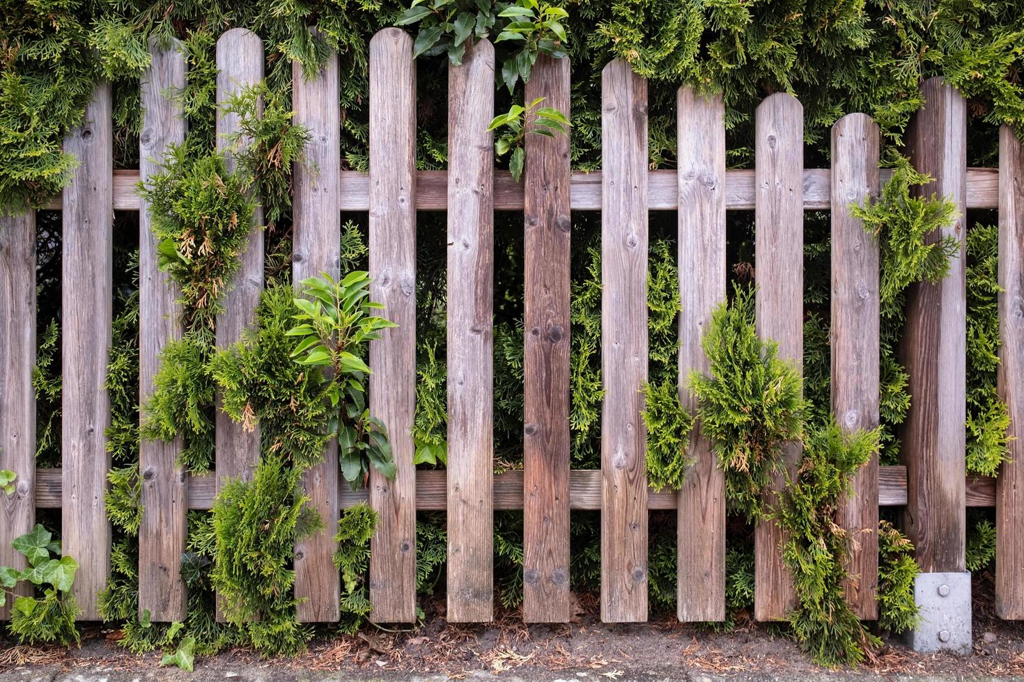 houten hek overwoekerd met groen klimop en jeneverbes. knus binnenplaats in een provinciaal dorp. detailopname. foto