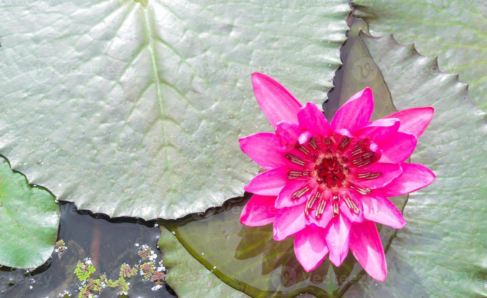 single mooi roze water lelie of lotus met groen bladeren genomen in water openbaar park in Thailand, Boeddha bloem foto