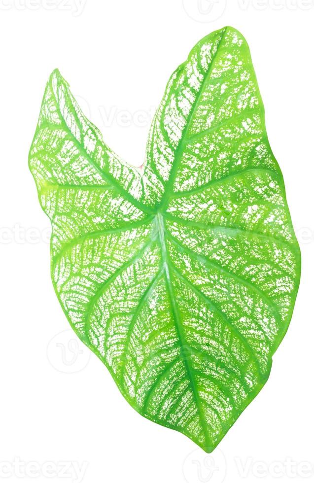 dichtbij omhoog en top visie van vers groen caladium blad met patroon foto