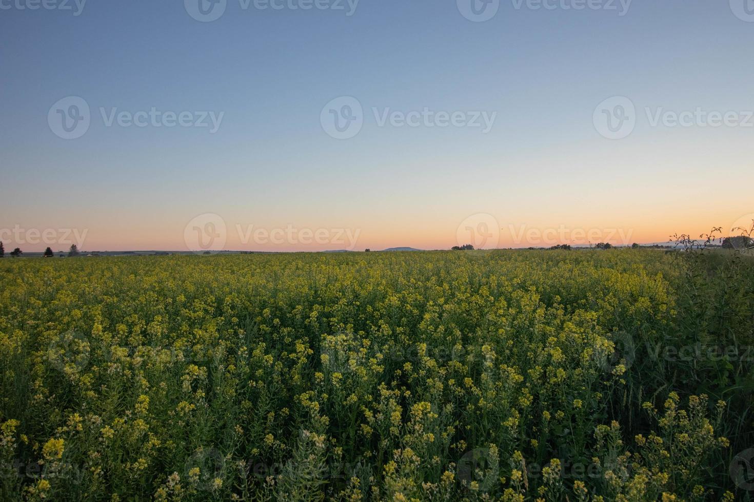 veld- met de zonsondergang foto