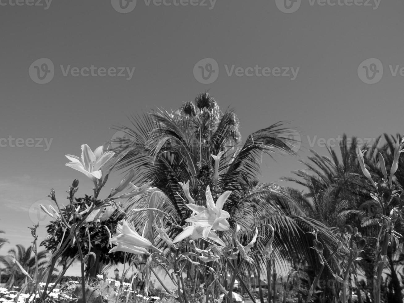 de eiland van Tenerife foto