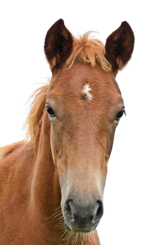 voorkant van de paard hoofd foto