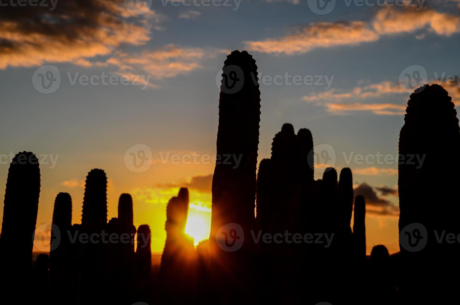 cactussen Aan woestijn vegetatie foto