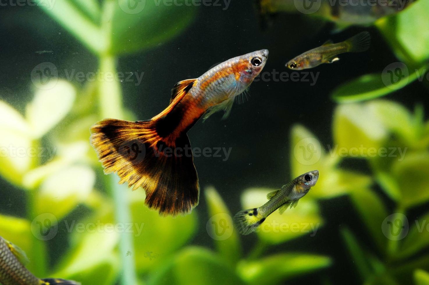 guppy multi gekleurde vis foto