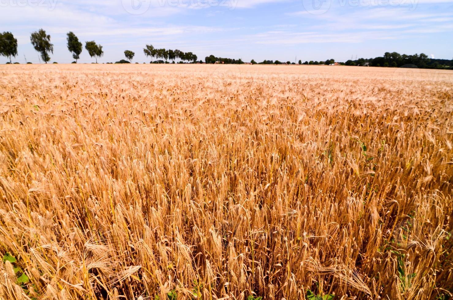 tarwe veld- visie foto