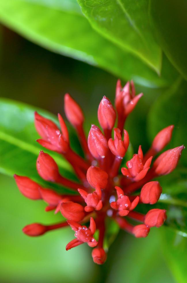 rood bloemknoppen bloem van ixora chinensis lamk foto