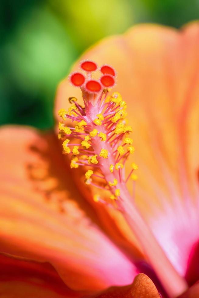 macro foto's van oranje hibiscus bloem foto