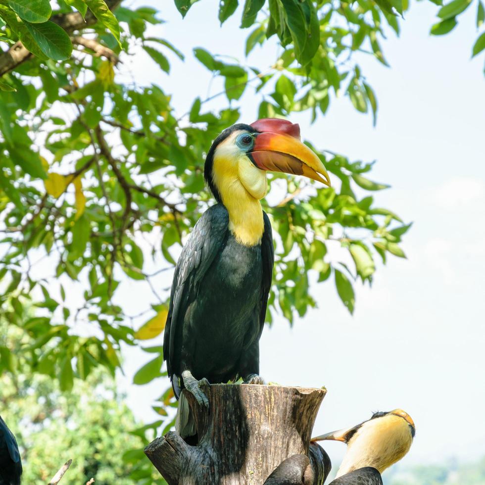 zondag gerimpeld neushoornvogel in Thailand foto