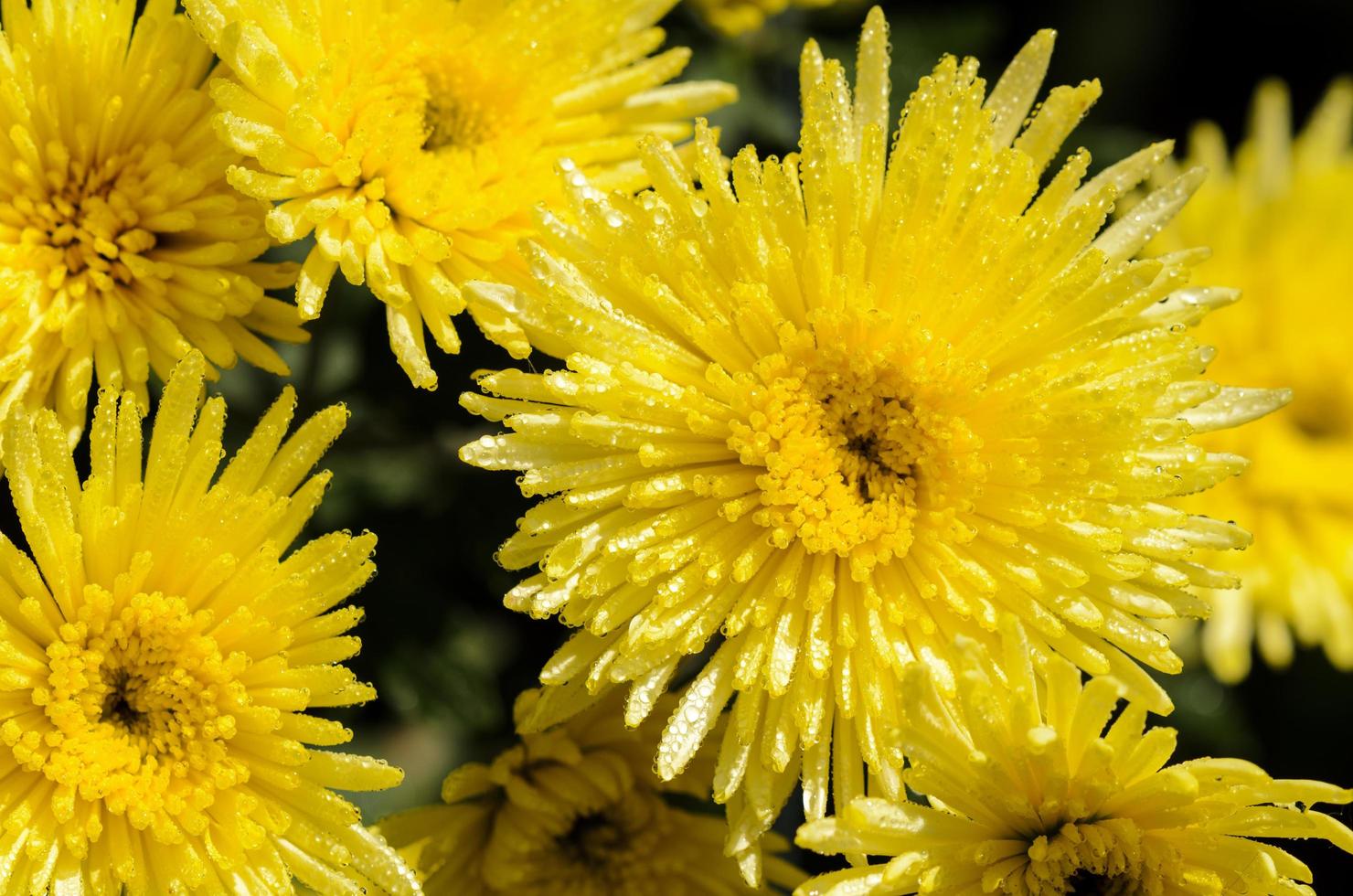 dichtbij omhoog geel chrysant morifolium bloemen foto