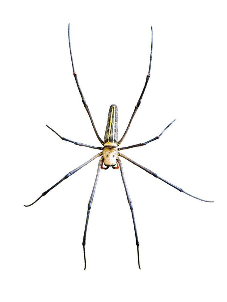 gouden bol spin, nephila pilipes foto