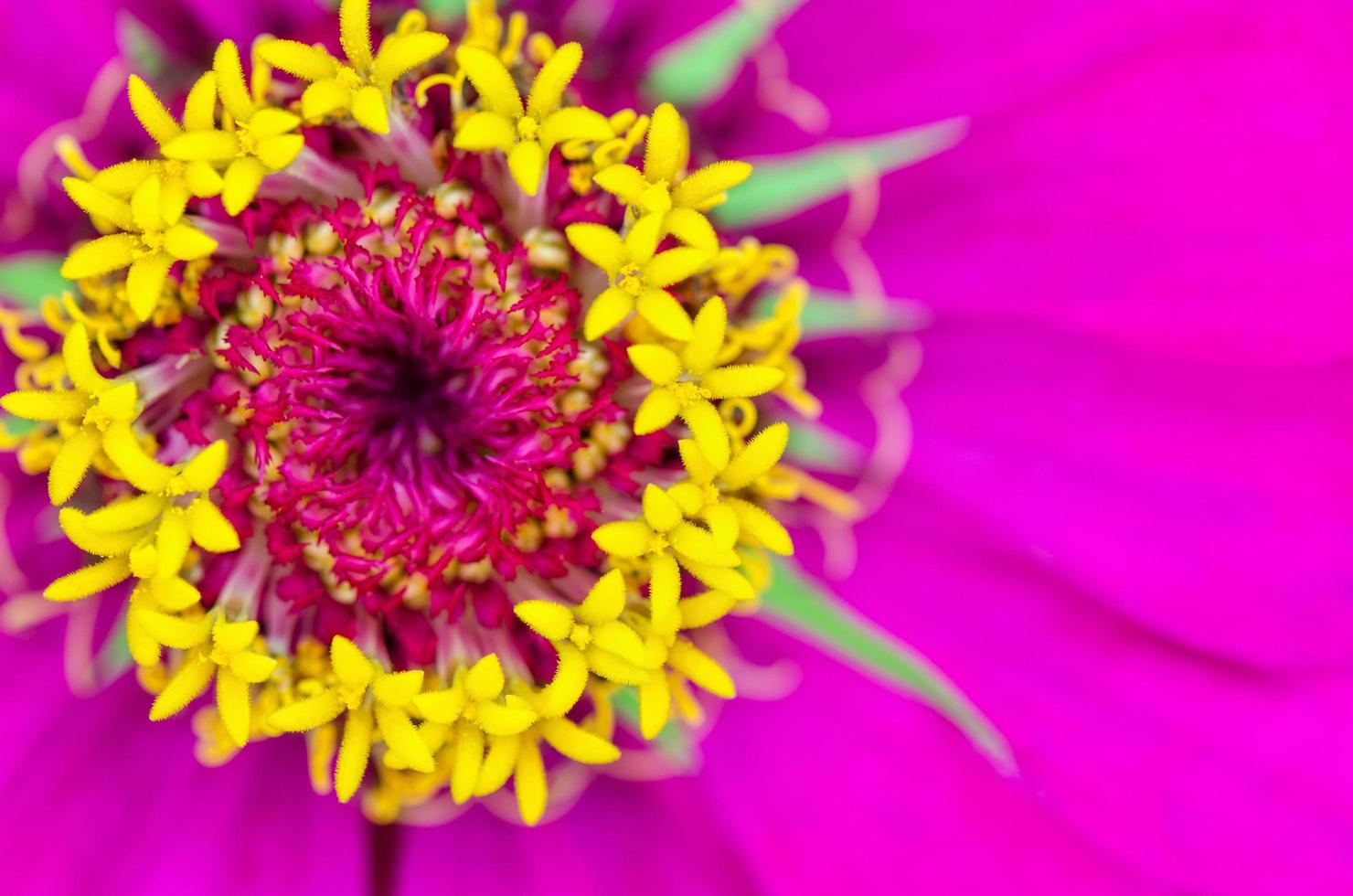 macro geel carpel Aan roze bloemblaadjes foto