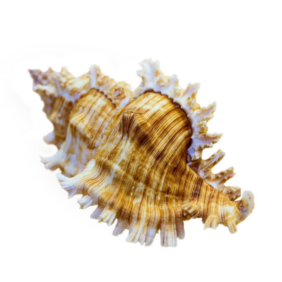 schelp van murex saulii of chicoreus saulii foto