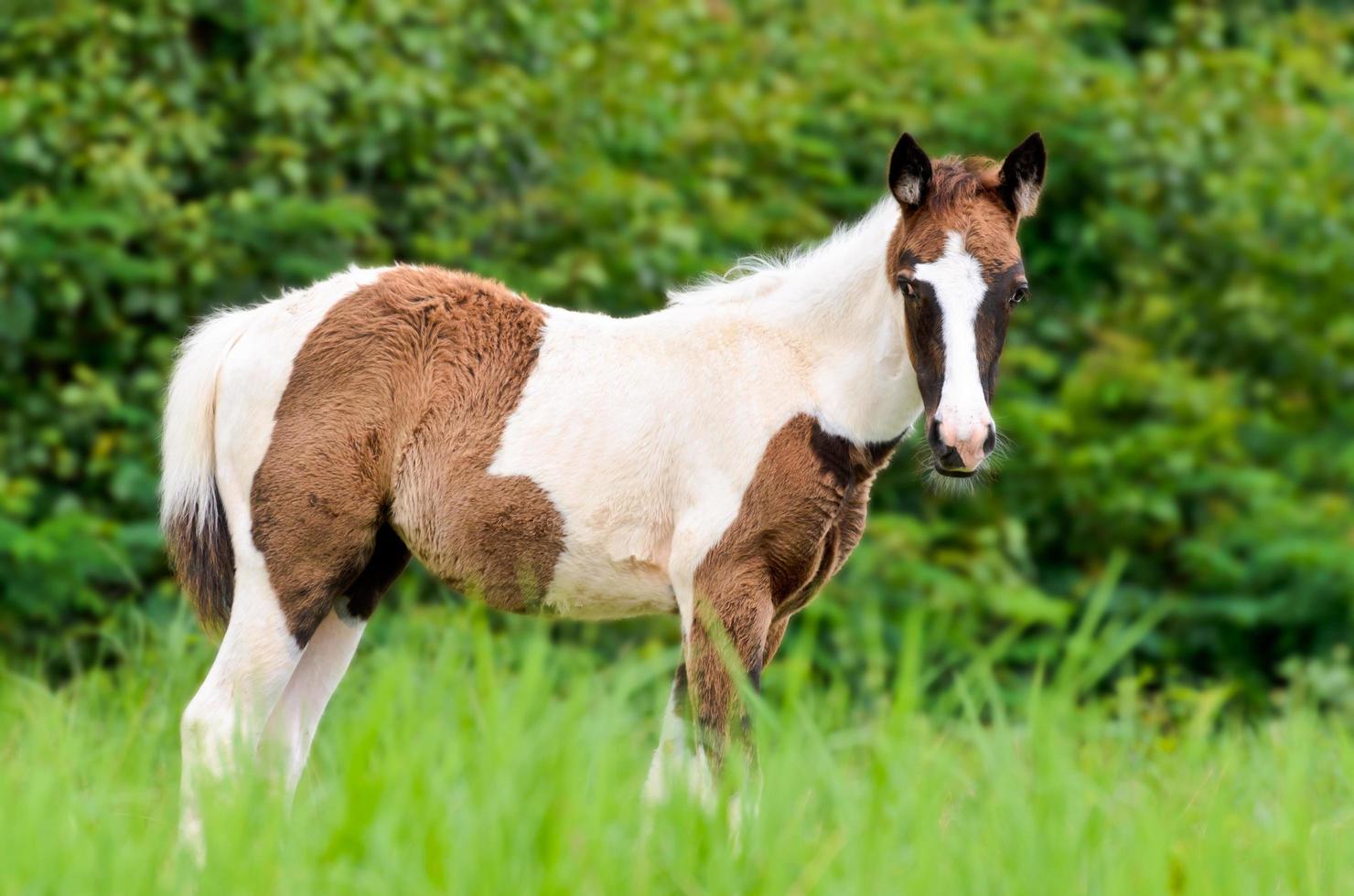 jong paarden op zoek in weide foto