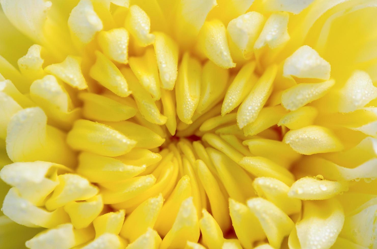 dichtbij omhoog midden- van licht geel chrysant morifolium bloemen foto