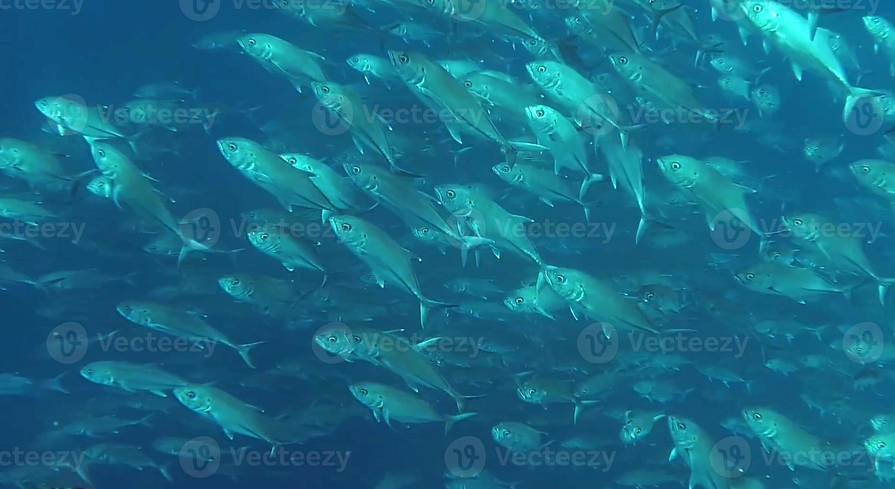 groep van vis of school- van vis Bij de oceaan zwemmen in groep Aan blauw achtergrond foto