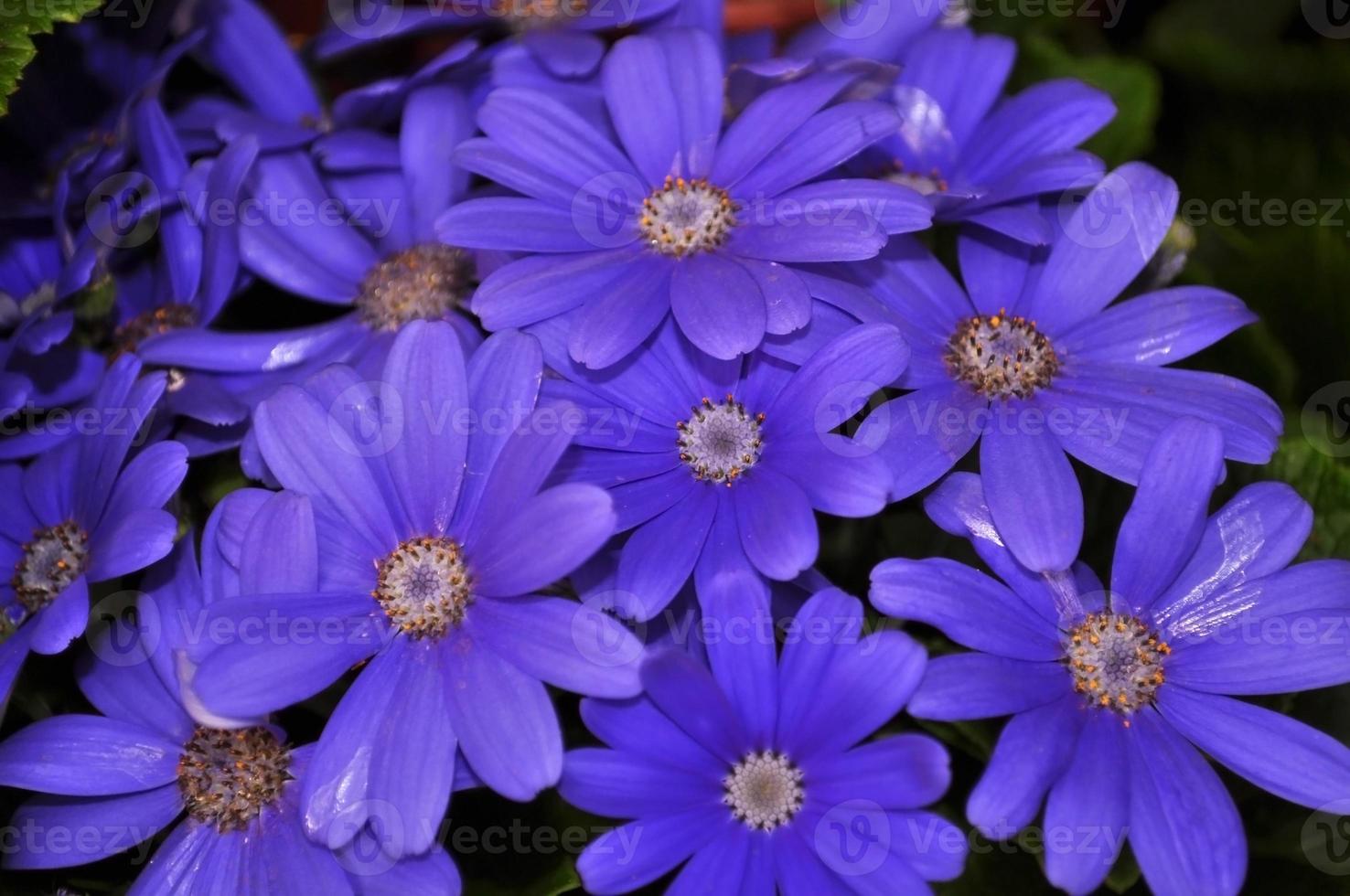 zwaan rivier- madeliefje of compositae ook bekend net zo sierlijk blauw bloemen, ingemaakt blauw pericallis foto