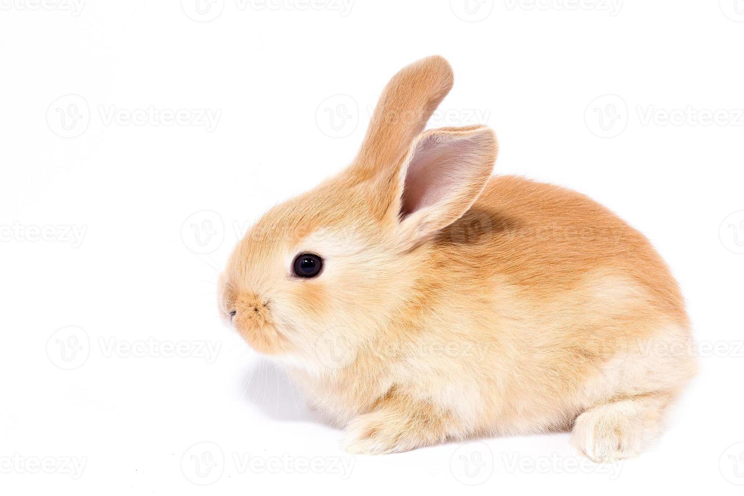 hoofd van een gember konijn Aan een wit achtergrond. decoratief haas. Pasen concept. foto