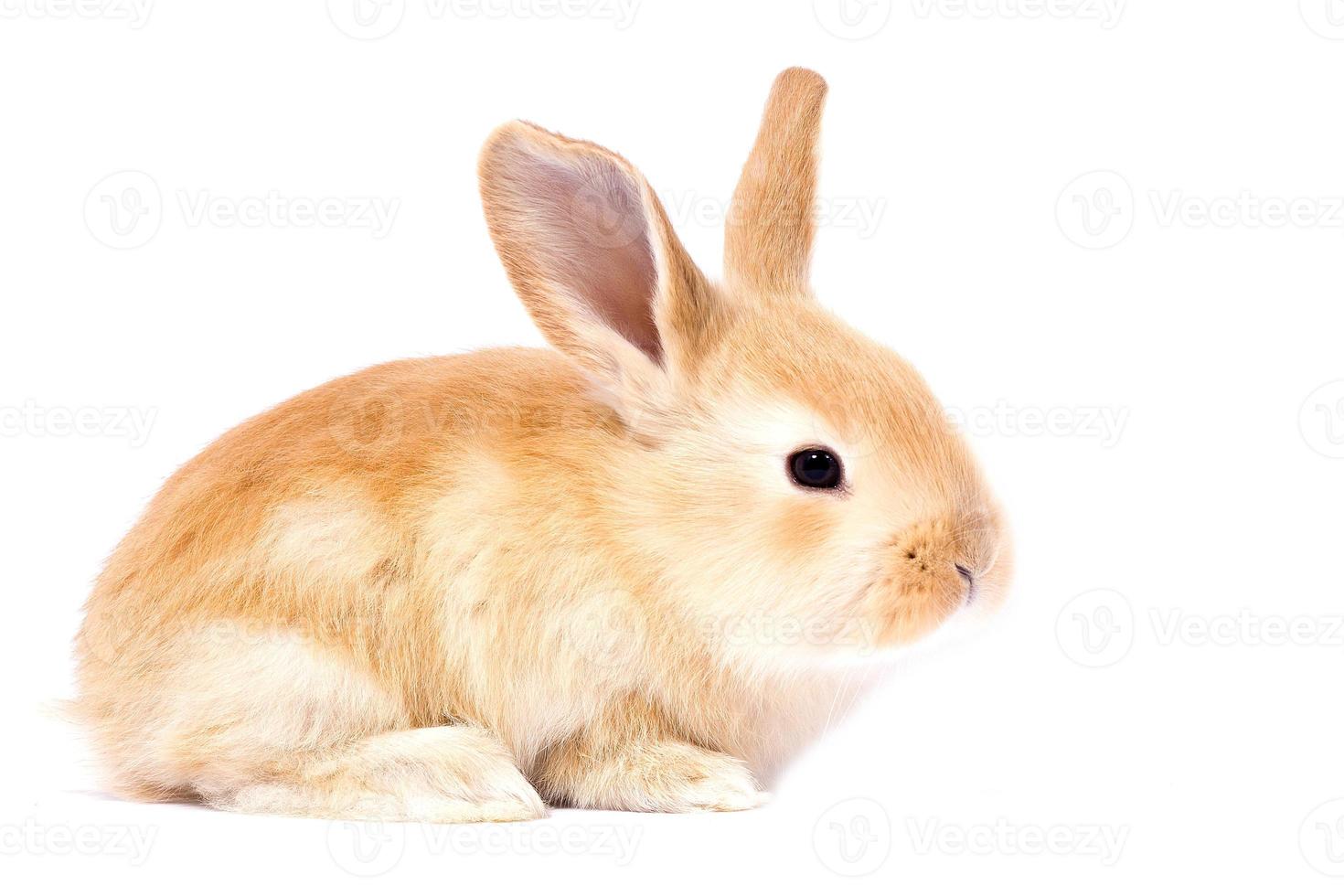 hoofd van een gember konijn Aan een wit achtergrond. decoratief haas. Pasen concept. foto