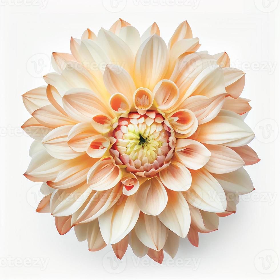 top visie van dahlia bloem Aan een wit achtergrond, perfect voor vertegenwoordigen de thema van Valentijnsdag dag. foto