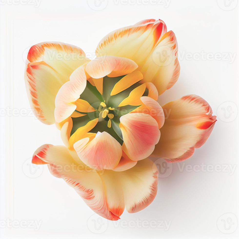 top visie een tulp bloem geïsoleerd Aan een wit achtergrond, geschikt voor gebruik Aan Valentijnsdag dag kaarten foto