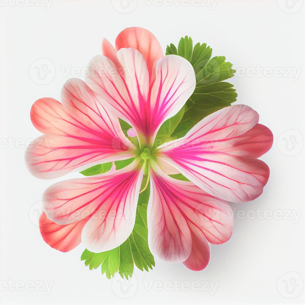 top visie een geranium bloem geïsoleerd Aan een wit achtergrond, geschikt voor gebruik Aan Valentijnsdag dag kaarten foto