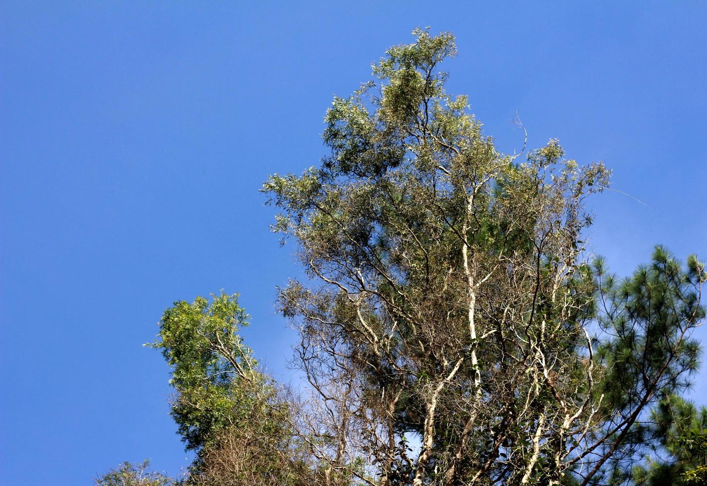 boom met blauw lucht achtergrond foto