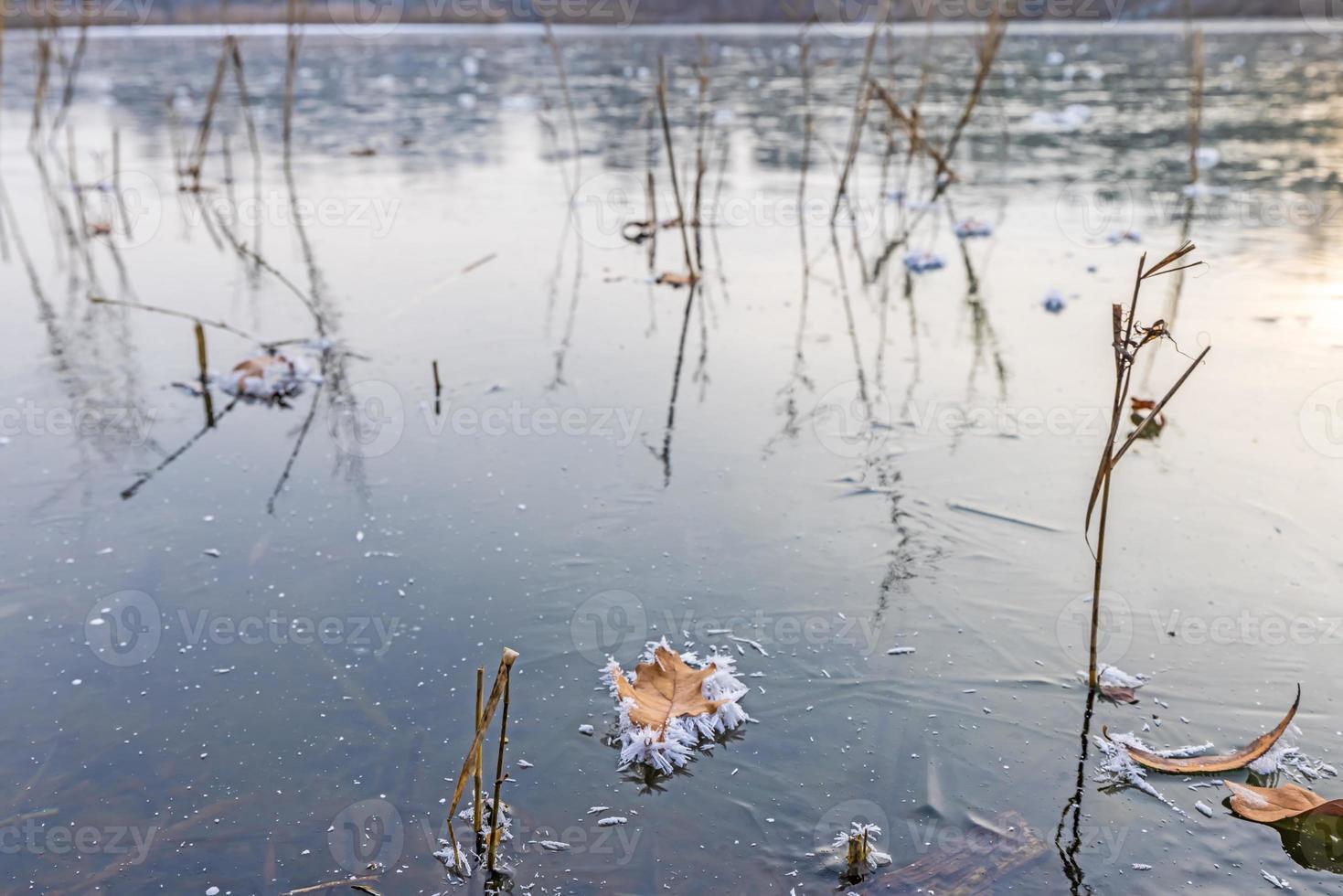 beeld van een blad gedekt met ijs Kristallen Aan een bevroren meer gedurende de dag foto