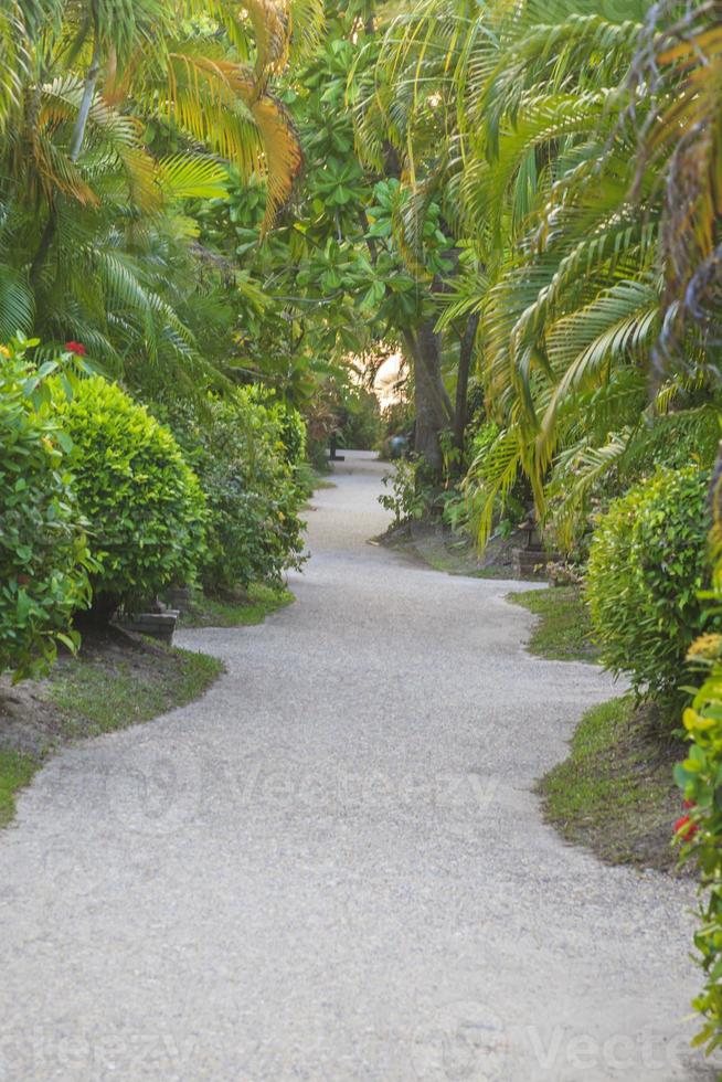 voetpad aan de overkant tropisch tuin zonder mensen foto