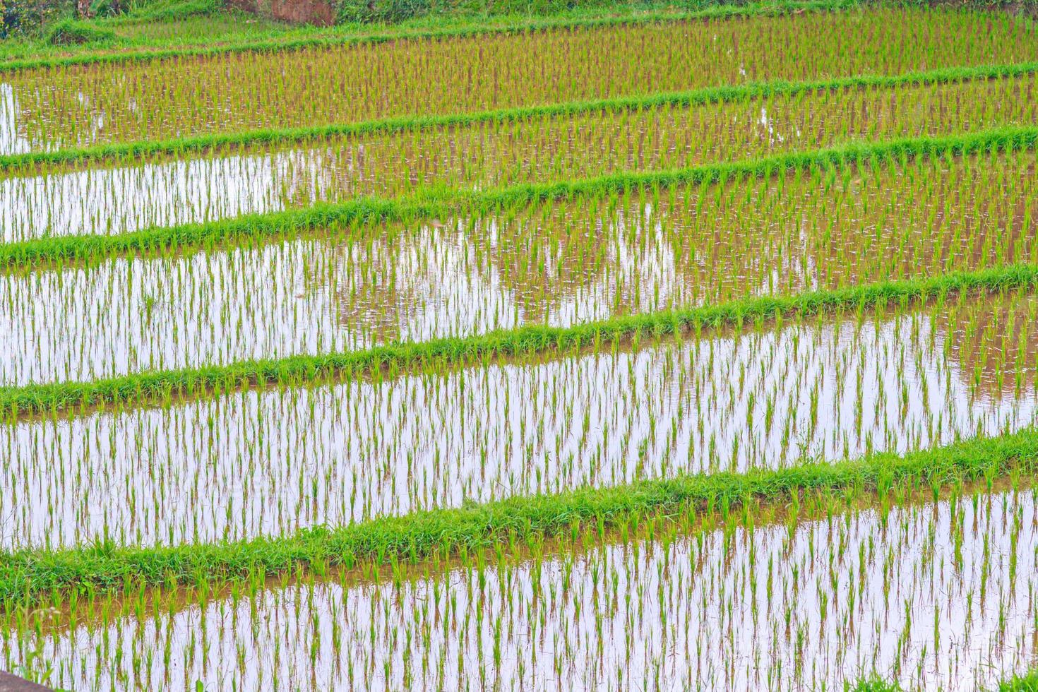 visie over- typisch rijst- terrassen Aan de eiland van Bali in Indonesië foto
