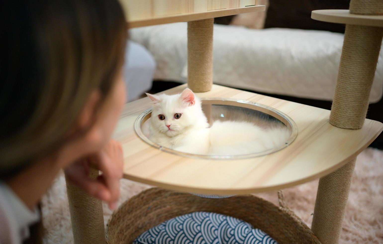 pluizig wit Perzisch kat hebben pret spelen vangst muizen foto