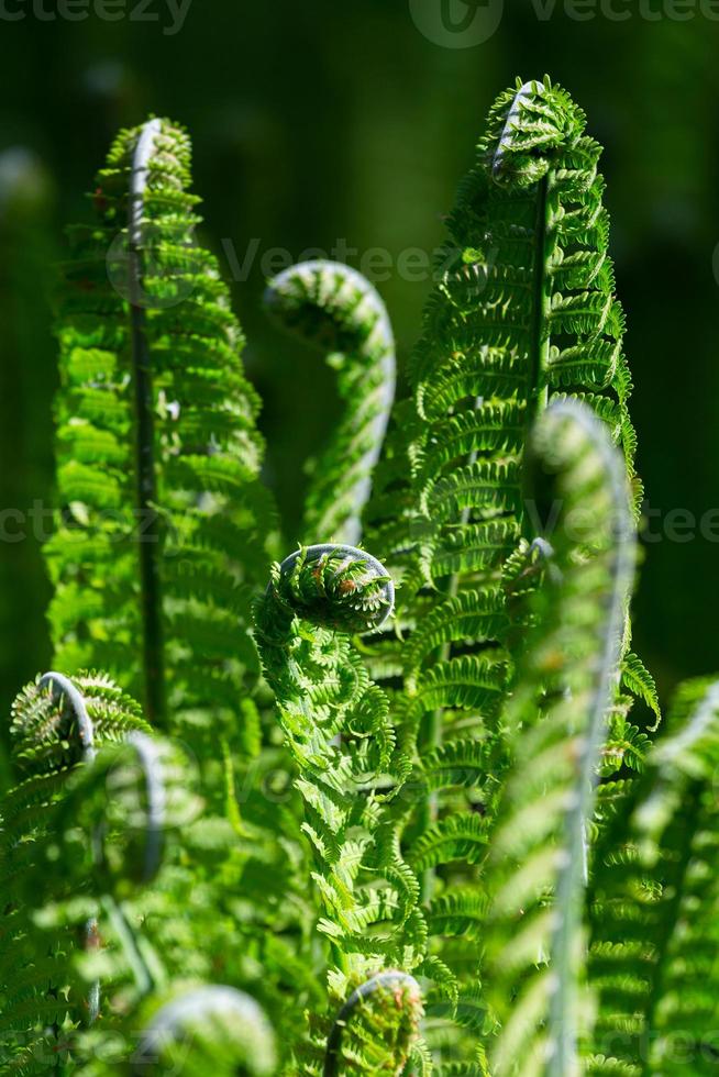 groen fiddlehead varen foto