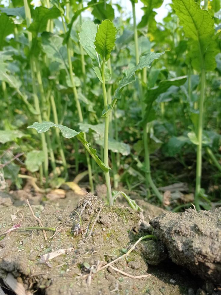 mosterd bloem en fabriek foto